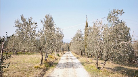 Vendita Online Olio Extravergine di Oliva Toscano | Ristorante Agriturismo Greve in Chianti | Chianti Olio Extravergine